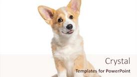  Presentation with welsh - Slides featuring sitting-happy-panting-puppy-welsh background and a lemonade colored foreground