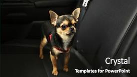  Presentation with seat belt in car safety - Audience pleasing PPT layouts consisting of sitting in a car seat backdrop and a wine colored foreground