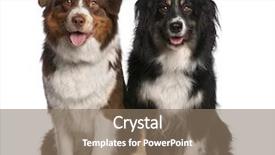  Presentation with dogs - PPT theme featuring sitting in front of white background and a coral colored foreground