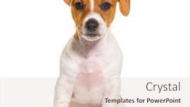  Presentation with puppy - PPT theme consisting of sitting-jack-russel-puppy-nine background and a lemonade colored foreground