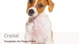  Presentation with puppy - PPT theme having sitting-jack-russel-puppy-nine background and a lemonade colored foreground