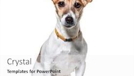  Presentation with hydraulic press bottle jack - Audience pleasing slides consisting of sitting-jack-russel-terrier-wearing backdrop and a white colored foreground