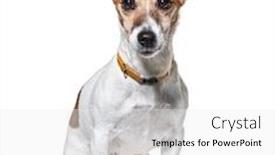  Presentation with hydraulic press bottle jack - Slides featuring sitting-jack-russel-terrier-wearing background and a white colored foreground