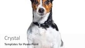  Presentation with russell - Cool new presentation theme with sitting-jack-russell-terrier-dog backdrop and a white colored foreground