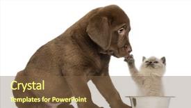  Presentation with old dog - PPT theme enhanced with sitting labrador retriever puppy looking background and a tawny brown colored foreground