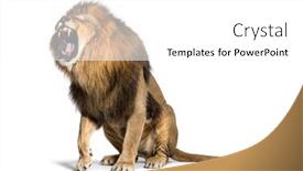  Presentation with roaring - Presentation theme consisting of sitting-lion-roaring-and-showing background and a white colored foreground