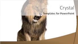  Presentation with roaring - PPT theme consisting of sitting-lion-roaring-snarling background and a white colored foreground