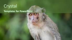  Presentation with portrait of indian macaque monkey - Audience pleasing PPT layouts consisting of sitting-macaque-monkey-over-green backdrop and a tawny brown colored foreground