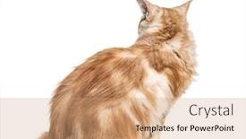  Presentation with maine - Amazing slide deck having sitting-maine-coon-cat-looking backdrop and a coral colored foreground