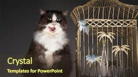  Presentation with birdcage - Cool new theme with sitting next to empty birdcage backdrop and a  colored foreground