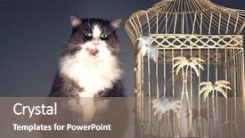  Presentation with birdcage - PPT layouts enhanced with sitting next to empty birdcage background and a coral colored foreground