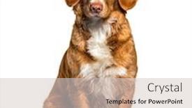  Presentation with nova scotia - Beautiful slides featuring sitting-nova-scotia-duck-tolling backdrop and a light gray colored foreground