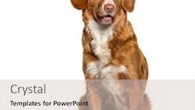  Presentation with nova scotia - Slides having sitting-nova-scotia-duck-tolling background and a lemonade colored foreground