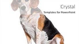  Presentation with old - PPT theme consisting of sitting-old-beagle-sitting background and a white colored foreground