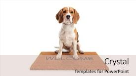  Presentation with beagle dog - Amazing slide set having sitting on a brown welcome backdrop and a soft green colored foreground