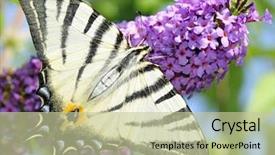  Presentation with butterfly colombia - PPT theme having sitting on a butterfly-bush background and a mint green colored foreground