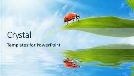  Presentation with green leaf - Presentation theme having sitting on a green leaf background and a sky blue colored foreground