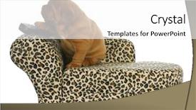  Presentation with paw print - Colorful slides enhanced with sitting on couch with paw backdrop and a white colored foreground