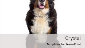  Presentation with dog - Colorful slide deck enhanced with sitting-panting-bernese-monutain-dog backdrop and a light gray colored foreground