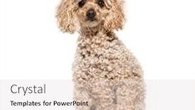  Presentation with poodle - Theme with sitting-poodle-isolated-on-white background and a lemonade colored foreground