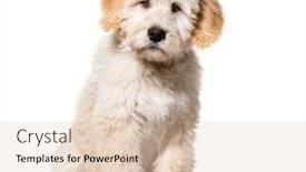  Presentation with puppy - Amazing PPT layouts having sitting-puppy-barbado-da-terceira backdrop and a lemonade colored foreground