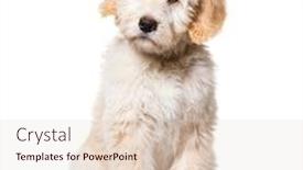  Presentation with puppy - PPT theme having sitting-puppy-barbado-da-terceira background and a lemonade colored foreground