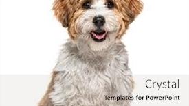  Presentation with cute christmas pug puppy dog - Colorful theme enhanced with sitting-puppy-havanese-dog-panting backdrop and a soft green colored foreground