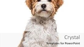  Presentation with cute christmas pug puppy dog - Slide set with sitting-puppy-havanese-dog-staring background and a light gray colored foreground