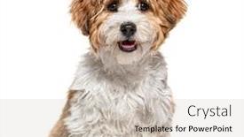  Presentation with old dog - Presentation featuring sitting-puppy-havanese-dog-staring background and a soft green colored foreground