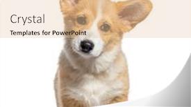  Presentation with welsh - PPT theme having sitting-puppy-welsh-corgi-pembroke background and a  colored foreground
