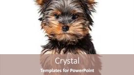  Presentation with puppy - Slides having sitting-puppy-yorkshire-terrier-dog background and a coral colored foreground