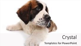  Presentation with christian templar knight looking - Colorful slide deck enhanced with sitting saint bernard puppy looking backdrop and a  colored foreground