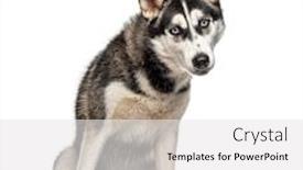 Presentation with husky - Slide set featuring sitting-siberian-husky-isolated background and a white colored foreground
