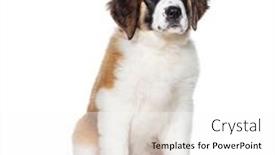  Presentation with old photographs black and white - Slide set with sitting-three-months-old-puppy background and a  colored foreground