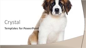  Presentation with old camera and film sound - Presentation theme having sitting-three-months-old-puppy background and a  colored foreground