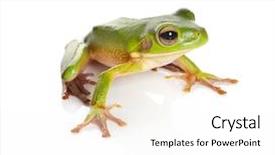  Presentation with frog - Amazing theme having sitting white-lipped tree frog backdrop and a white colored foreground
