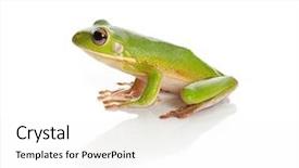  Presentation with white birch tree - Cool new presentation theme with sitting white-lipped tree frog backdrop and a white colored foreground