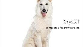  Presentation with white cctv camera on modern - PPT theme consisting of sitting-white-swiss-shepherd-panting background and a white colored foreground