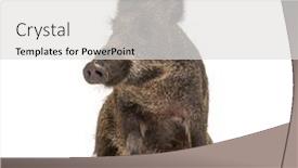  Presentation with wild boar - Amazing PPT layouts having sitting-wild-boar-isolated backdrop and a light gray colored foreground