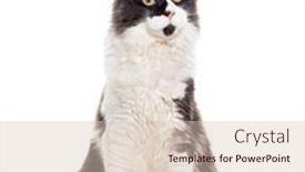  Presentation with grey - Slide set consisting of sitting-young-grey-and-white and a lemonade colored foreground