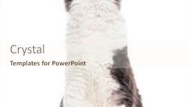  Presentation with grey - PPT theme having sitting-young-grey-and-white background and a cream colored foreground