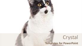  Presentation with grey - PPT theme with sitting-young-grey-and-white background and a lemonade colored foreground