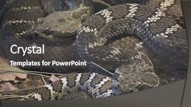  Presentation with arizona - Audience pleasing PPT theme consisting of situ - arizona black rattlesnake crotalus oreganus backdrop and a  colored foreground