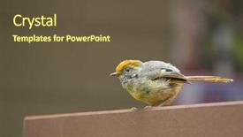  Presentation with brown and yellow - Theme with siva - chestnut-tailed minla bird in yellow background and a tawny brown colored foreground