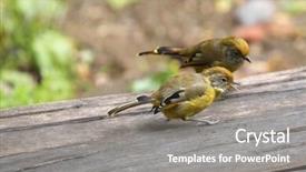  Presentation with birds - Beautiful presentation theme featuring siva - cute chestnut-tailed minla birds backdrop and a gray colored foreground