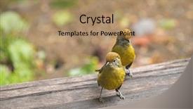 Presentation with pineapple a yellow wooden - PPT theme having siva - cute chestnut-tailed minla birds background and a coral colored foreground