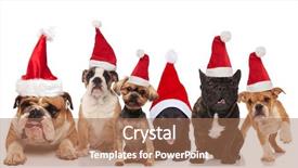  Presentation with dog park dogs plays - PPT theme enhanced with six adorable dogs wearing santa background and a coral colored foreground