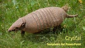  Presentation with wildlife - Slide set featuring six-banded armadillo euphractus sexcinctus also known as the yellow armadillo wildlife animal background and a tawny brown colored foreground