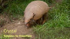  Presentation with project charter six sigma - Cool new slides with six-banded armadillo euphractus sexcinctus also known as the yellow armadillo wildlife animal backdrop and a violet colored foreground