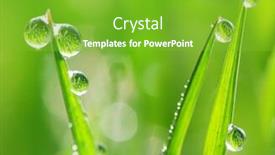  Presentation with dew - Amazing PPT theme having six beautiful transparent glittering drops of dew on grass stalks whole field is mirroring in them backdrop and a shamrock green colored foreground
